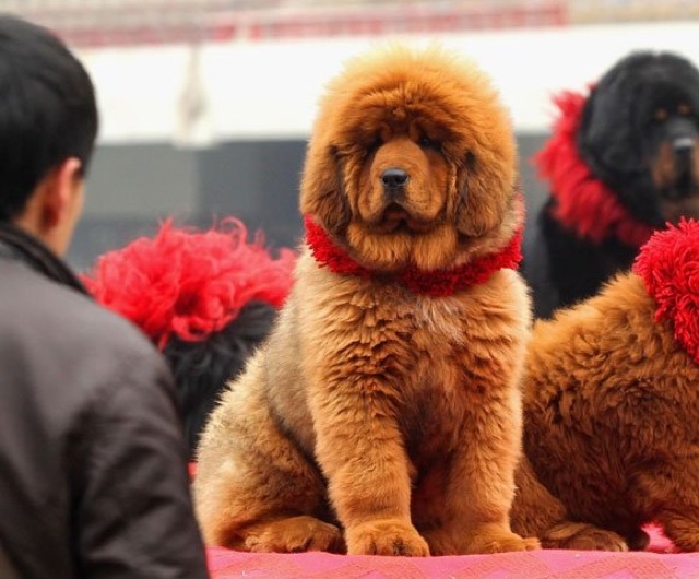 Le chien le plus cher du monde